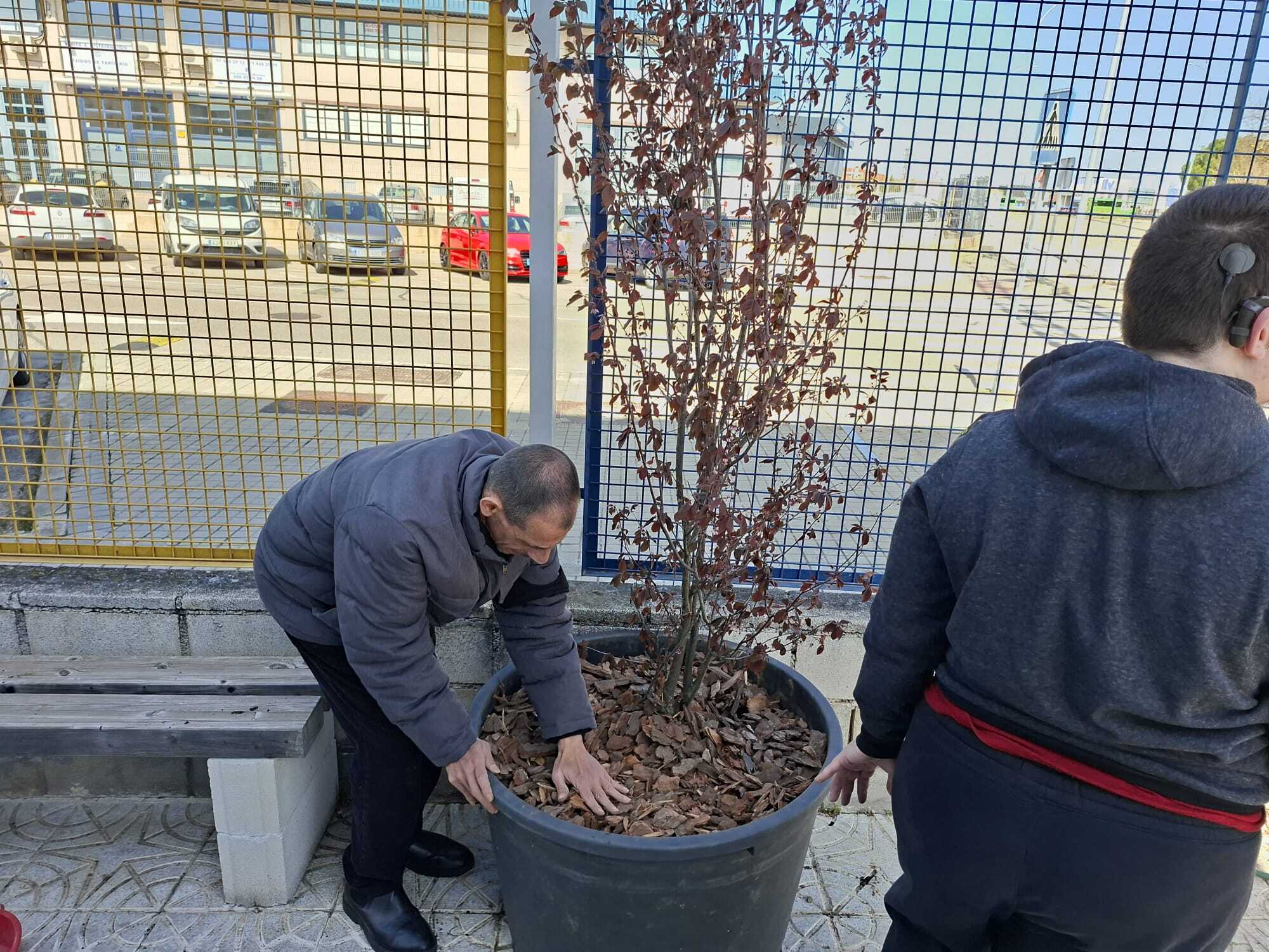 COMENZAMOS A TRANSPLANTAR LOS ARBOLES